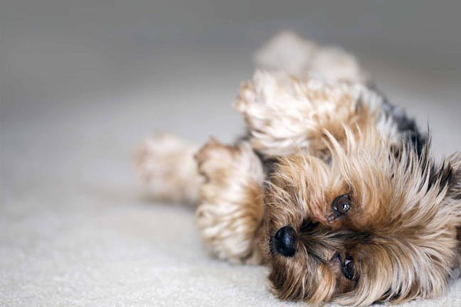 How Do You Train a Dog to Play Dead: Step-by-Step Guide