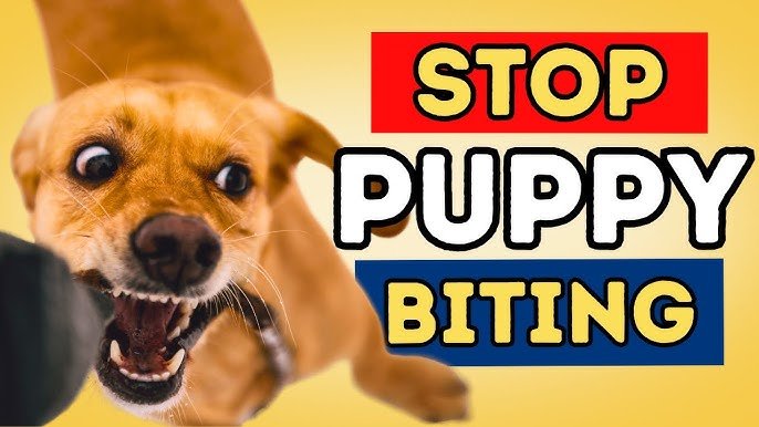 How Do You Train Your Dog Not to Bite: Expert Tips