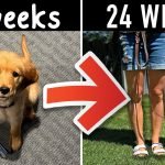 How Long Does It Take to House Train a Dog: Quick Tips