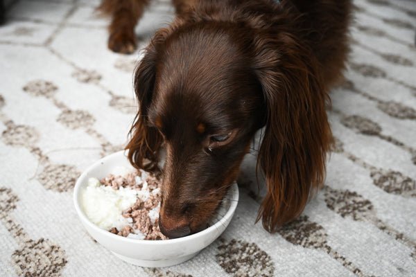 How Long to Feed Dog Bland Diet After Diarrhea: Expert Tips
