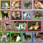How Many Dog Breeds Exist: Discover the Astonishing Count