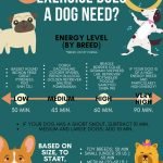 How Much Activity Do Dogs Need: Uncover Vital Insights