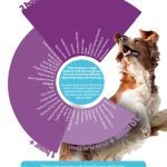 How Much Activity Does a Dog Need: Expert Guidelines