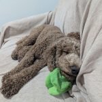 How Much Do You Tip Dog Groomer: Expert Advice