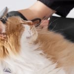 How Much Does Dog Grooming at Petsmart Cost: Uncover Prices