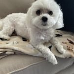 How Much Does Dog Grooming Cost at Petsmart: Unveiled Prices