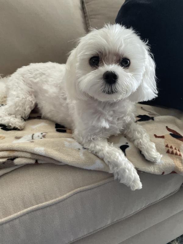 How Much Does Dog Grooming Cost at Petsmart: Unveiled Prices