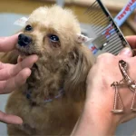 How Much Does It Cost for Dog Grooming at Petsmart: Unveiled