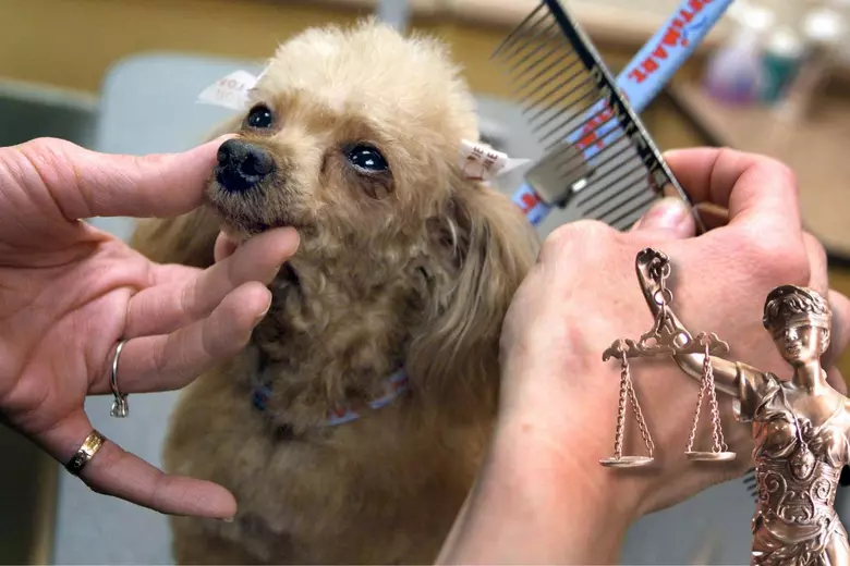 How Much Does It Cost for Dog Grooming at Petsmart: Unveiled