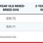 How Much Dog Insurance Cost: Essential Budget Guide