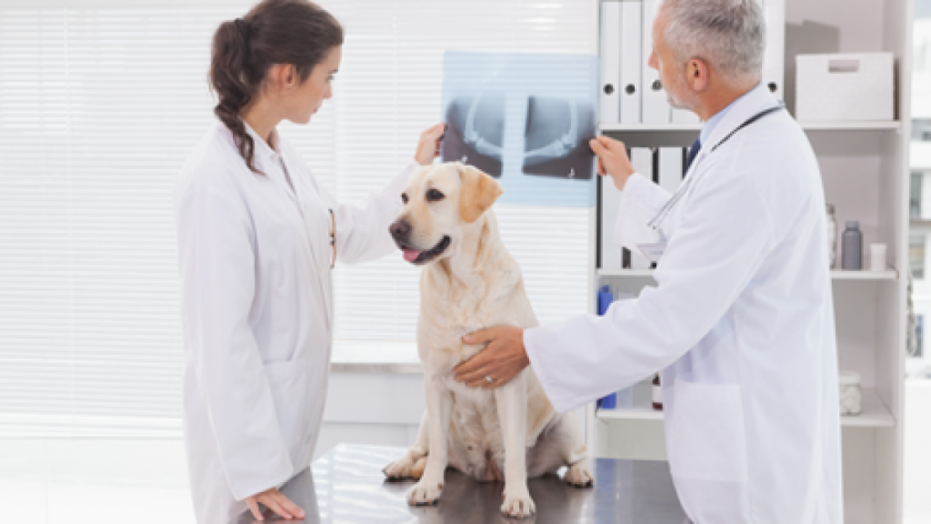 How Much is a Dog X Ray Leg Without Insurance: Cost Guide