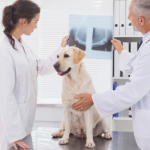 How Much is a Dog X Ray Without Insurance: Unveiling Costs