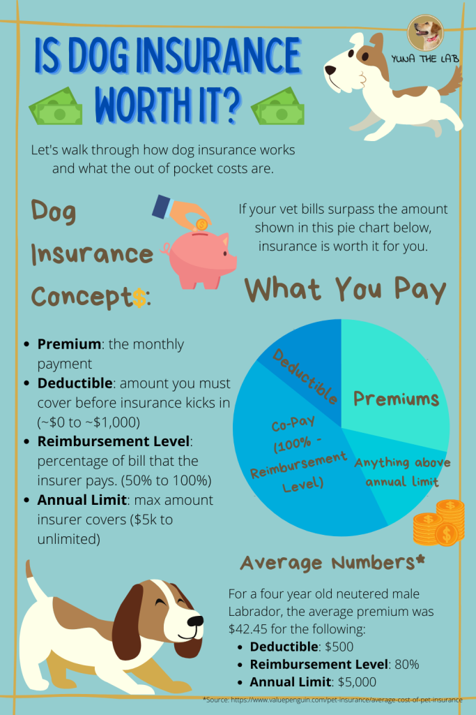 How Much is Dog Insurance And What Does It Cover: Essential Guide