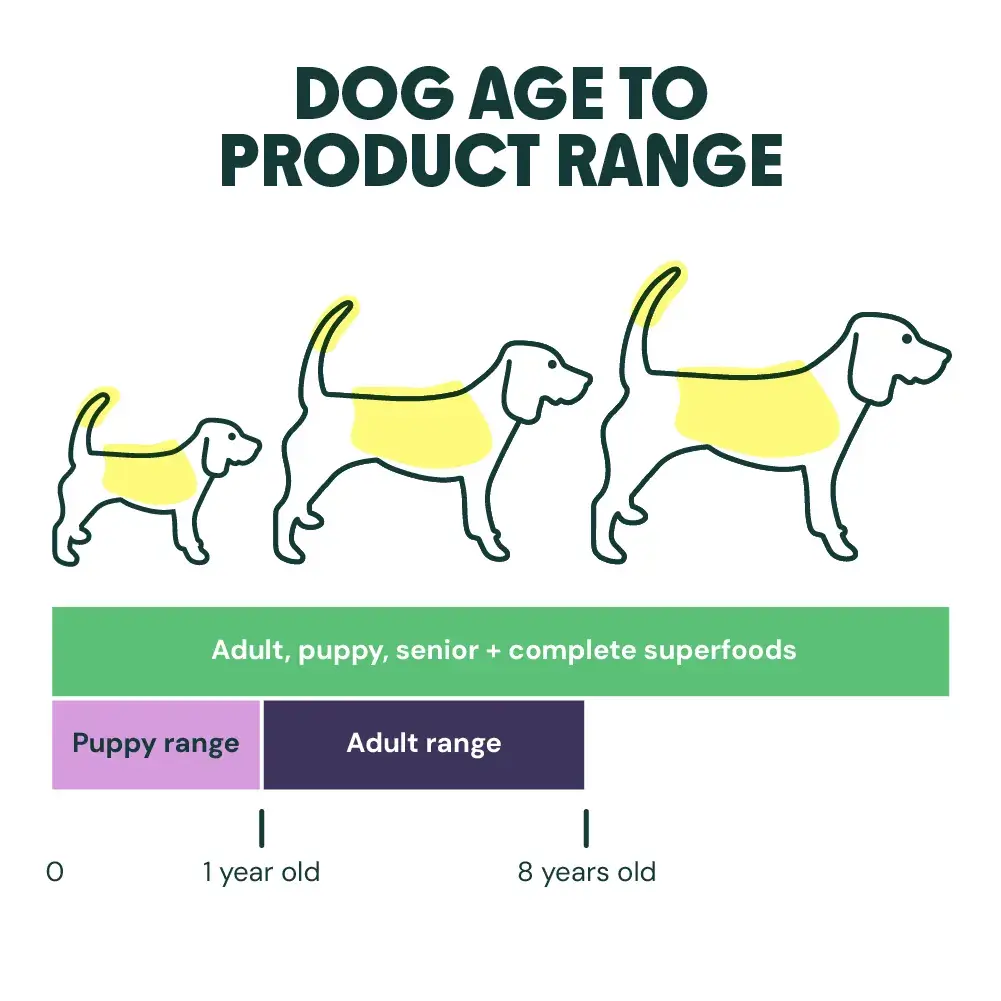 How Much Raw Diet to Feed Dogs: Expert Guide