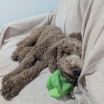 How Much Should You Tip Dog Groomer: Expert Advice