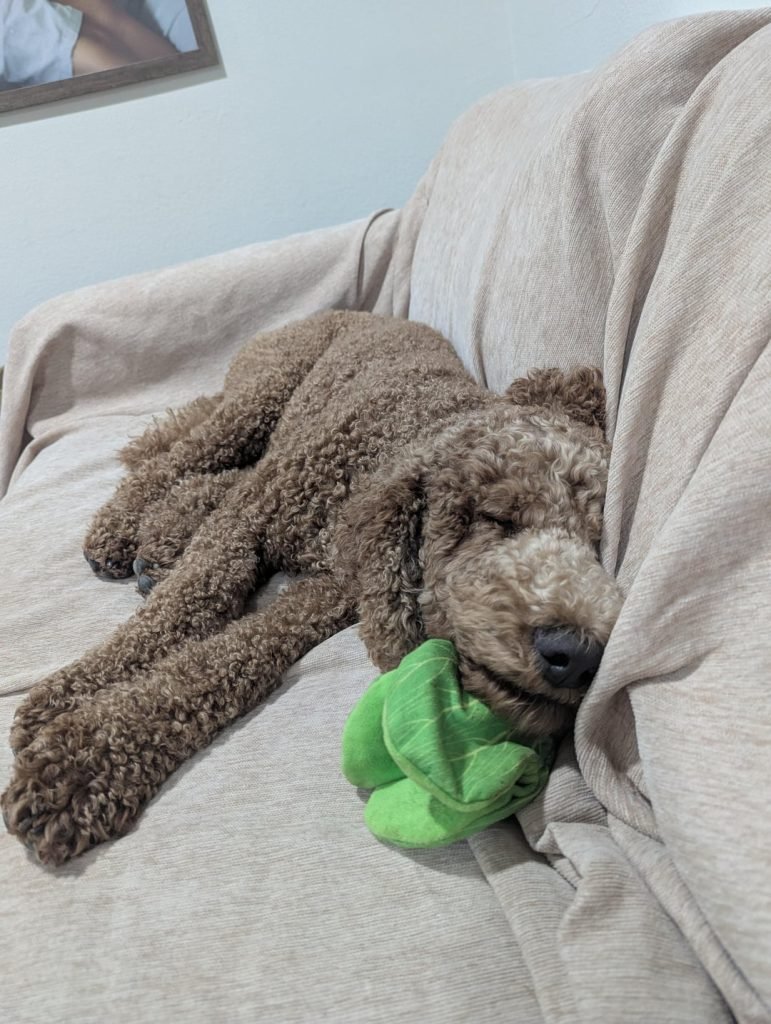 How Much Should You Tip Dog Groomer: Expert Advice