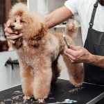 How Much to Get a Dog Groomed: Cost Breakdown