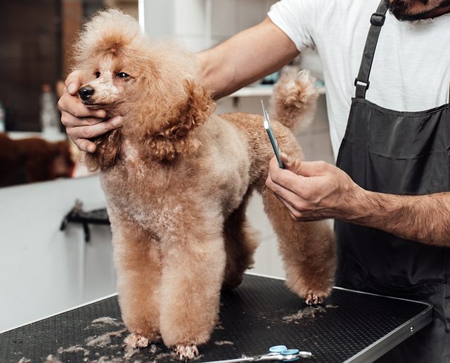 How Much to Get a Dog Groomed: Cost Breakdown