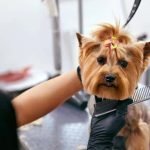 How Much to Tip for Dog Grooming: Expert Guidelines