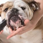 How Often Should I Groom My Dog: Expert Tips Unveiled