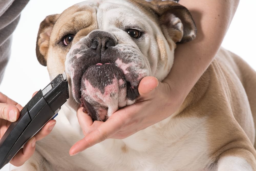 How Often Should I Groom My Dog: Expert Tips Unveiled