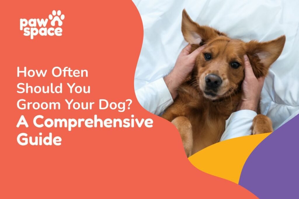 How Often to Groom Dog: Essential Tips for Every Breed