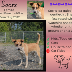 How to Adopt a Dog: A Step-by-Step Guide