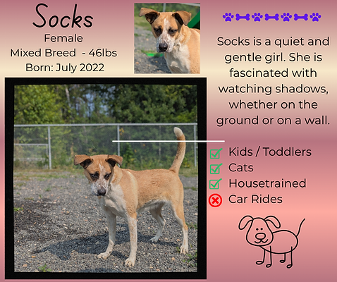 How to Adopt a Dog: A Step-by-Step Guide