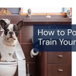 How to Bathroom Train a Dog: Expert Tips & Techniques