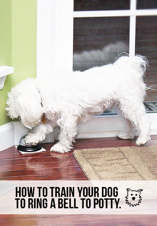 How to Bell Train a Dog: Easy Steps for Success