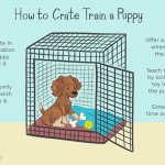 How to Crate Train a Dog: Expert Tips for Success
