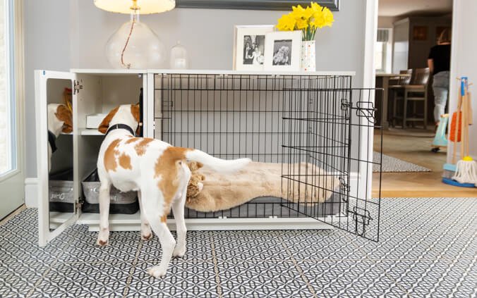 How to Crate Train an Adult Dog: Expert Tips Unveiled