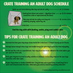How to Crate Train an Older Dog: Expert Tips & Tricks