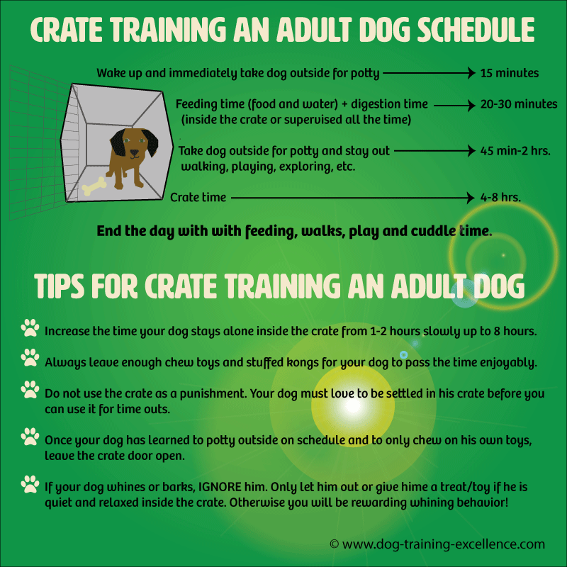 How to Crate Train an Older Dog: Expert Tips & Tricks