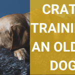 How to Crate Train Older Dog: Expert Tips Revealed