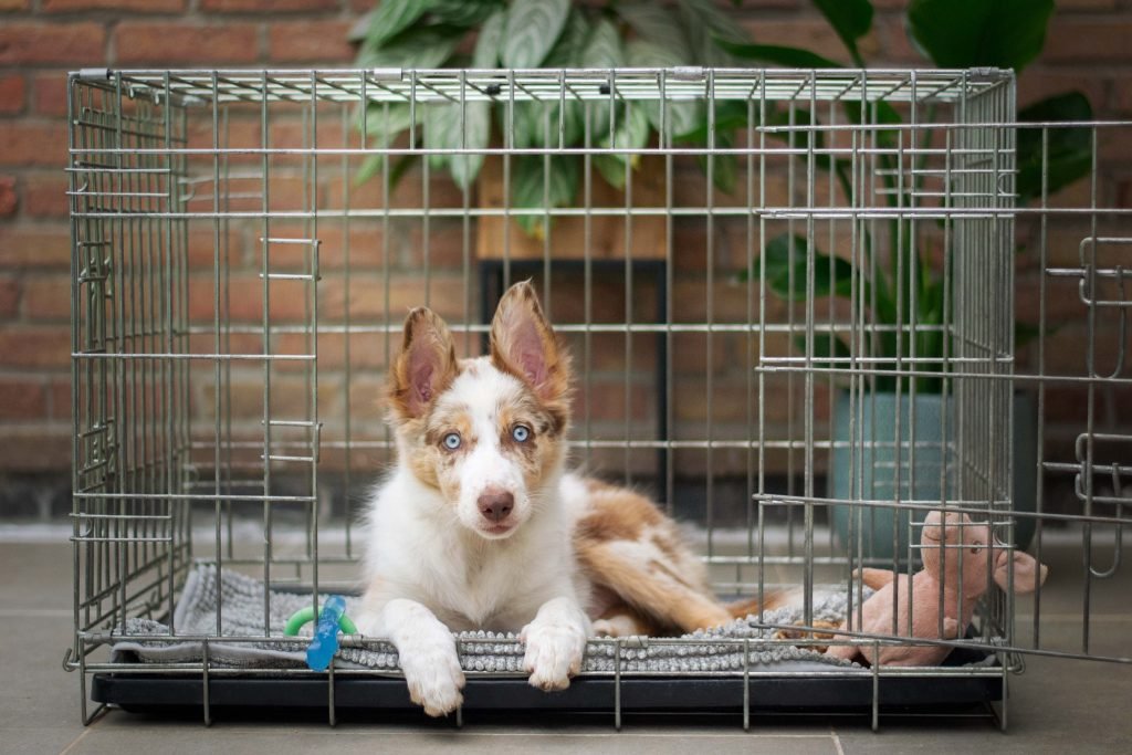 How to Crate Train Your Dog: Step-by-Step Guide