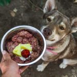 How to Feed Your Dog a Raw Diet: Ultimate Guide