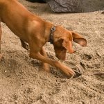 How to Get Dogs to Stop Digging in the Yard: Effective Tips