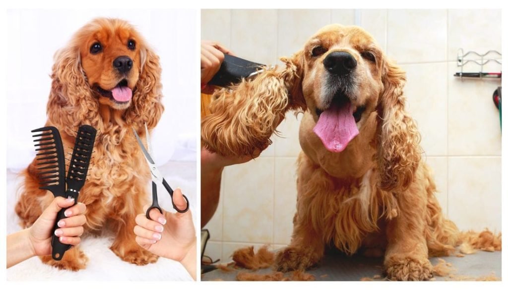How to Groom a Cocker Spaniel Dog: Expert Tips