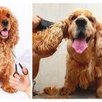 How to Groom a Cocker Spaniel Dog: Expert Tips