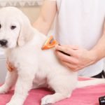 How to Groom a Dog at Home: Expert Tips & Tricks