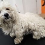How to Groom a Dog With Matted Fur: Expert Tips