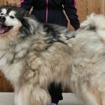 How to Groom a Husky Dog: Expert Tips for Flawless Fur