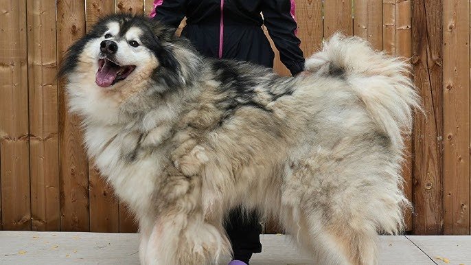 How to Groom a Husky Dog: Expert Tips for Flawless Fur