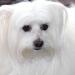 How to Groom a Maltese Dog: Expert Tips & Techniques