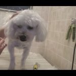 How to Groom a Maltipoo Dog: Expert Tips & Tricks