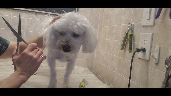 How to Groom a Maltipoo Dog: Expert Tips & Tricks