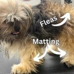 How to Groom a Matted Dog: Expert Tips Revealed