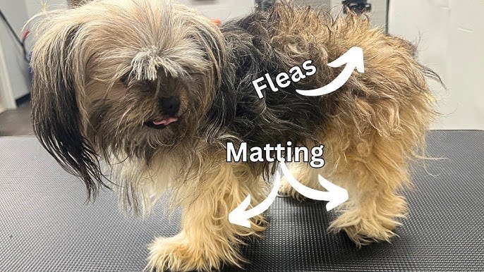 How to Groom a Matted Dog: Expert Tips Revealed