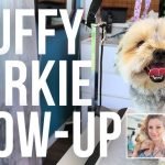 How to Groom a Morkie Dog: Expert Tips Revealed